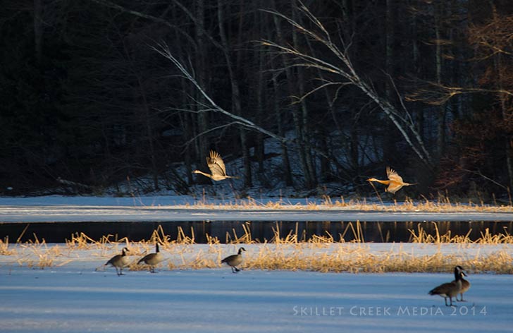 Sandhill Cranes & Canada Geese